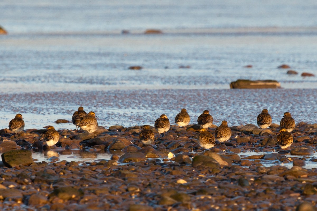 European Golden-Plover - ML645162119