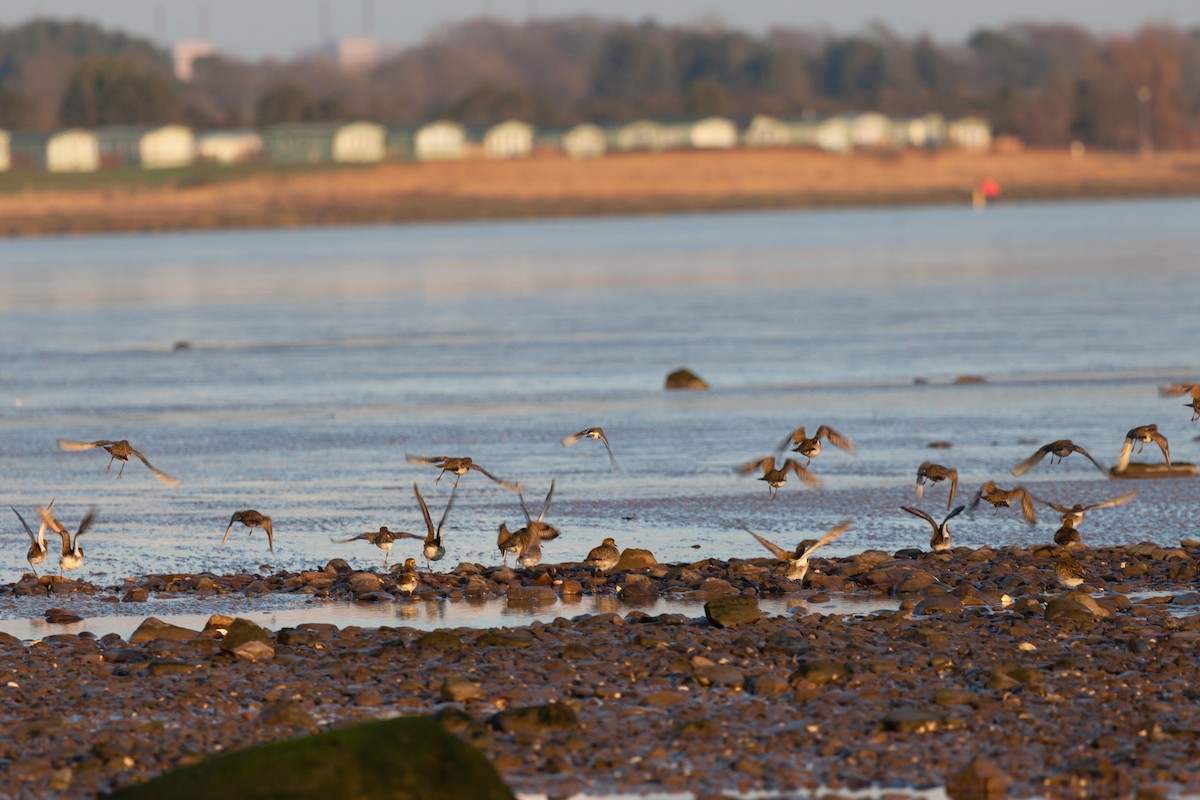 European Golden-Plover - ML645162121