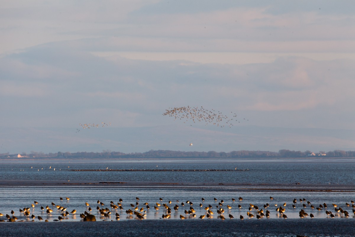 European Golden-Plover - ML645162122