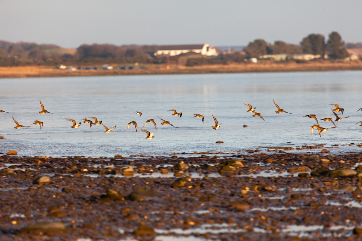 European Golden-Plover - ML645162123