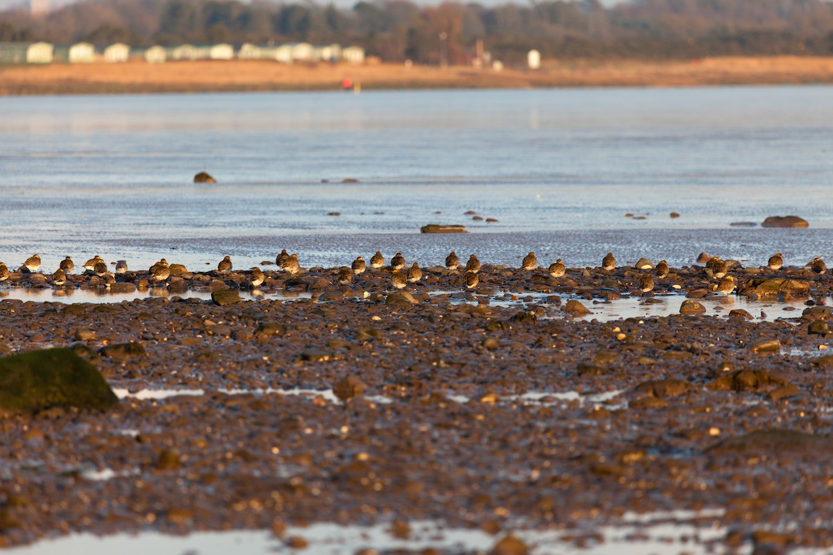 European Golden-Plover - ML645162124