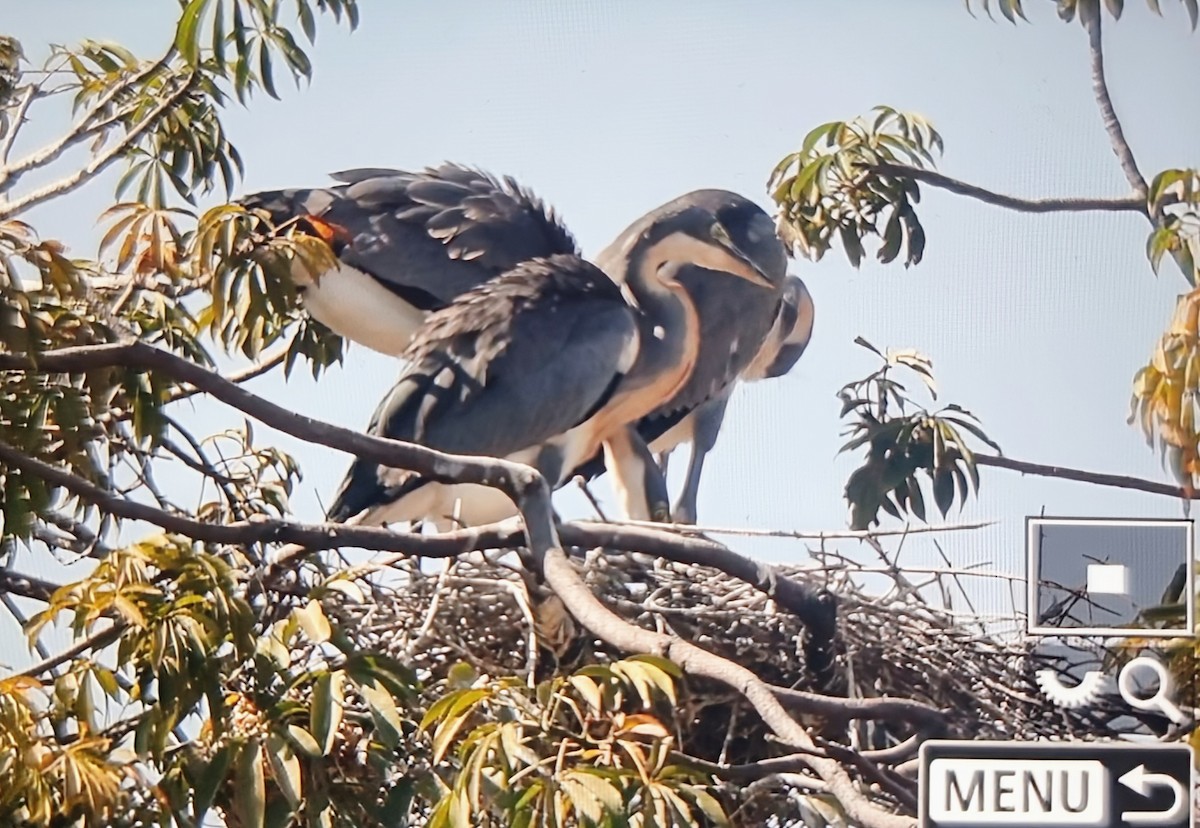 Héron mélanocéphale - ML645162125