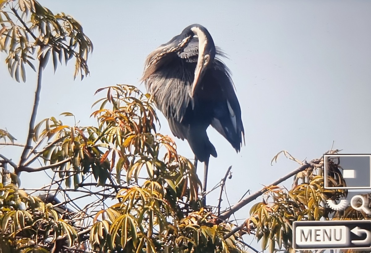 Héron mélanocéphale - ML645162126