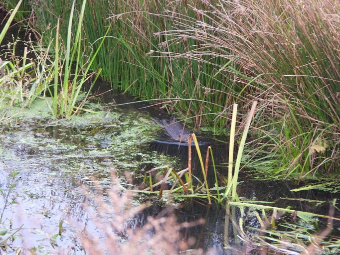 Animals - ML645162131