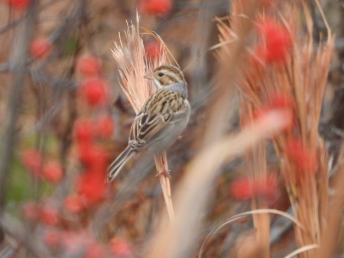 Clay-colored Sparrow - ML645162136