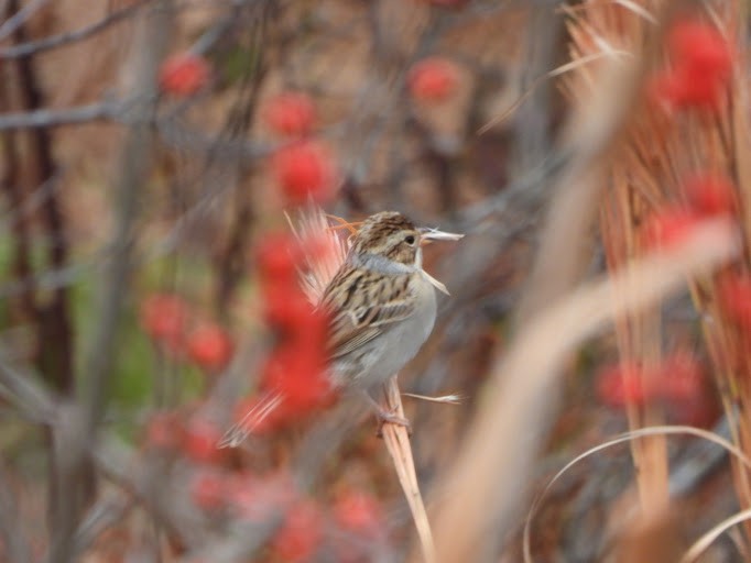 Clay-colored Sparrow - ML645162137