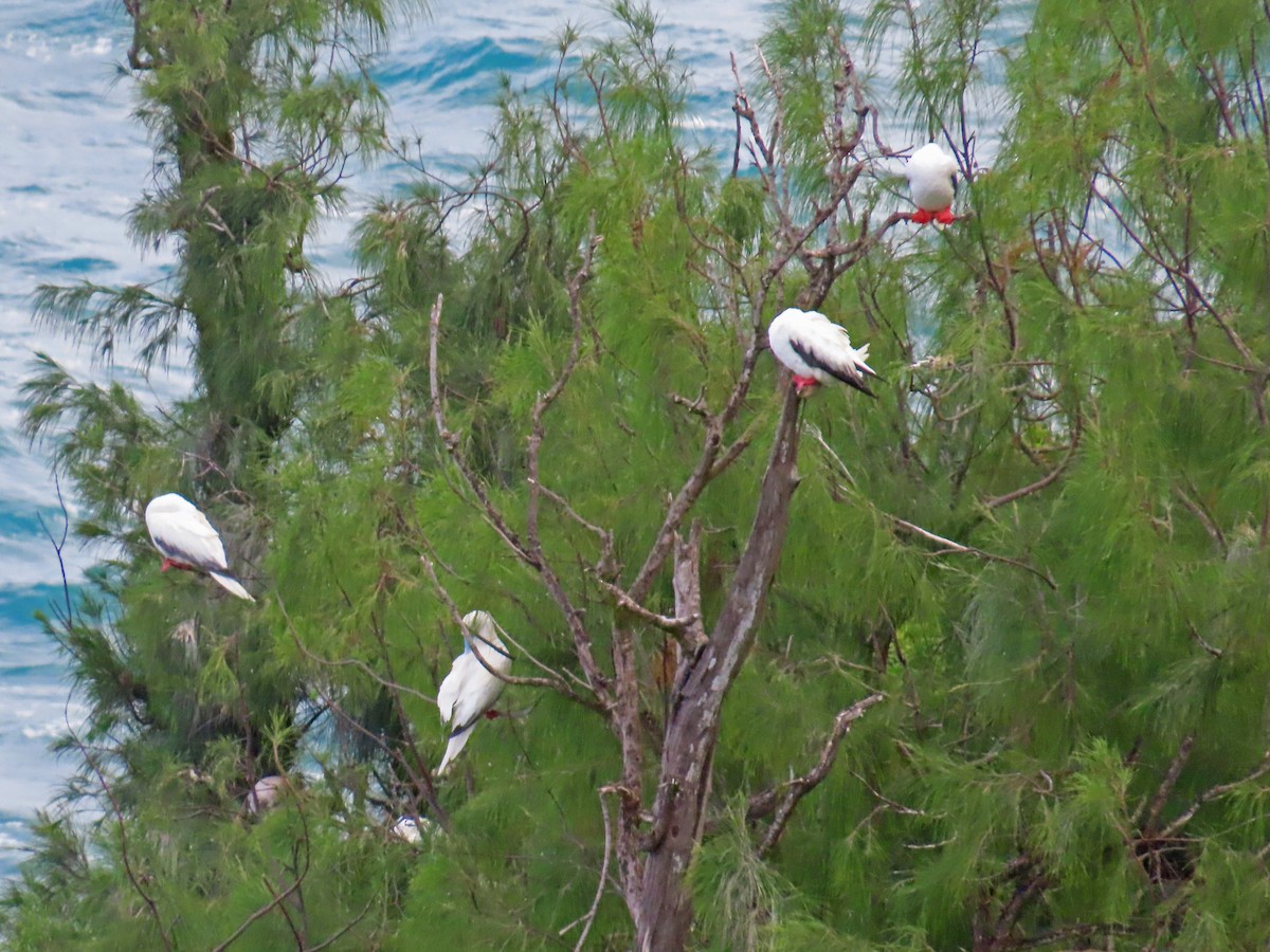 Сула червононога - ML645162138