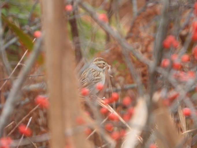 Clay-colored Sparrow - ML645162139