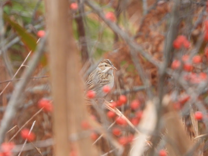 Clay-colored Sparrow - ML645162141
