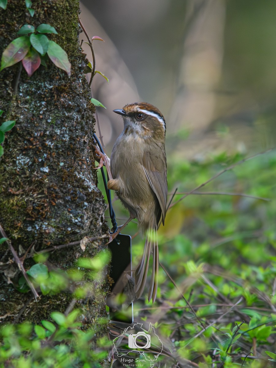 Rusty-capped Fulvetta - ML645162162