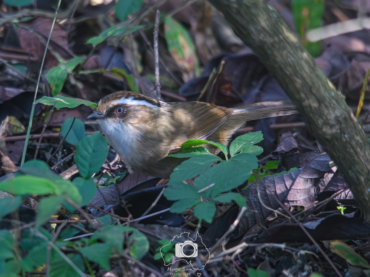 Rusty-capped Fulvetta - ML645162163