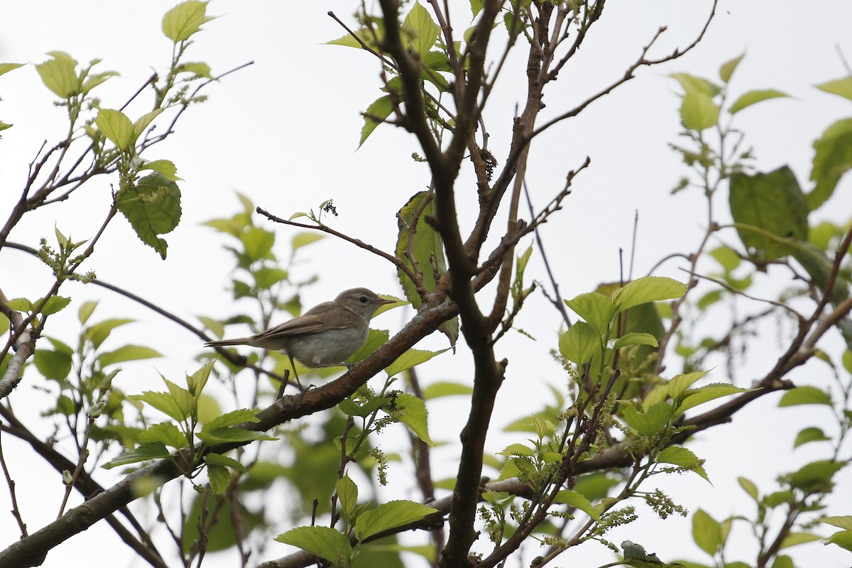 Booted Warbler - ML645162178