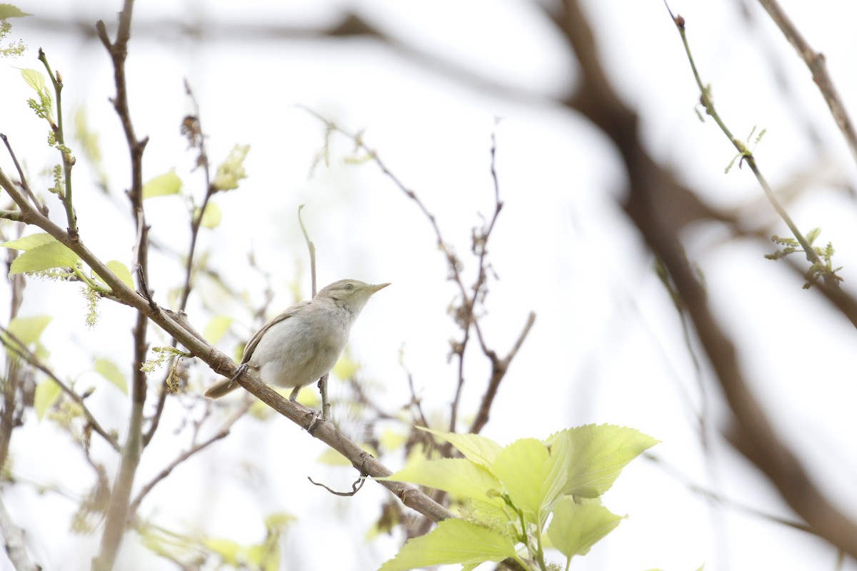 Booted Warbler - ML645162180