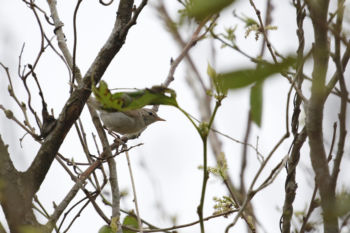 Booted Warbler - ML645162182