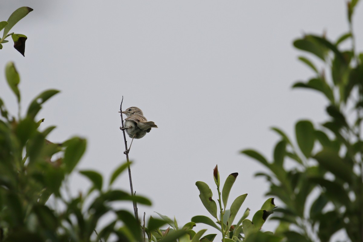 Booted Warbler - ML645162183