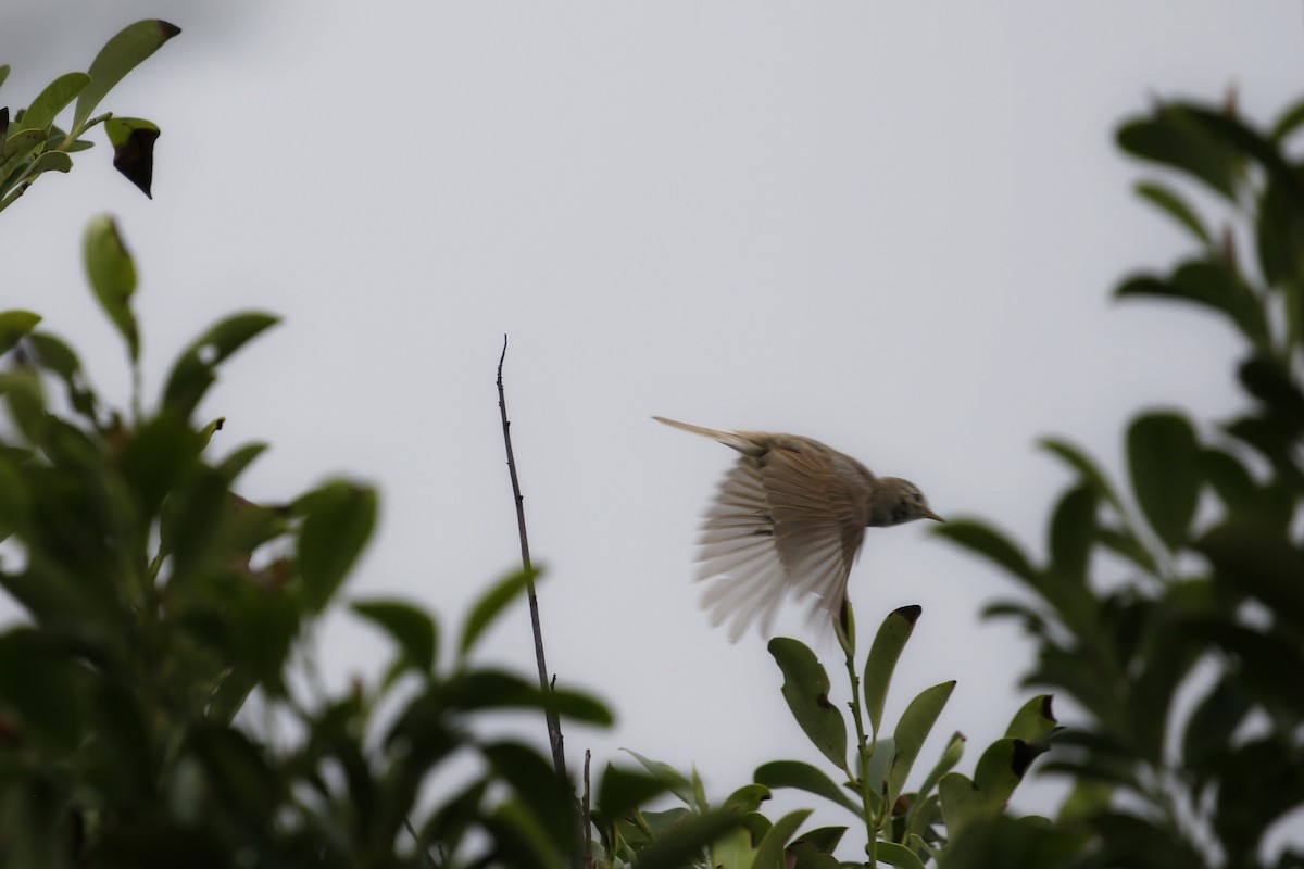 Booted Warbler - ML645162185