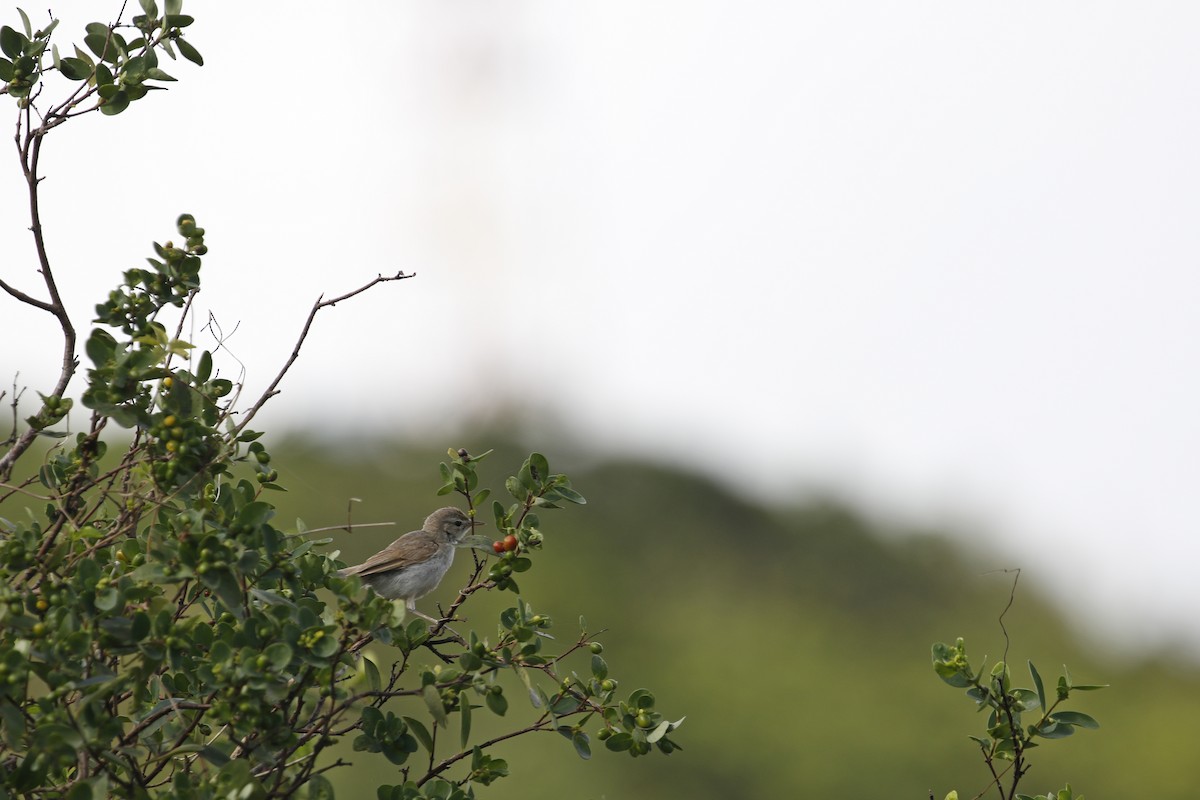 Booted Warbler - ML645162186