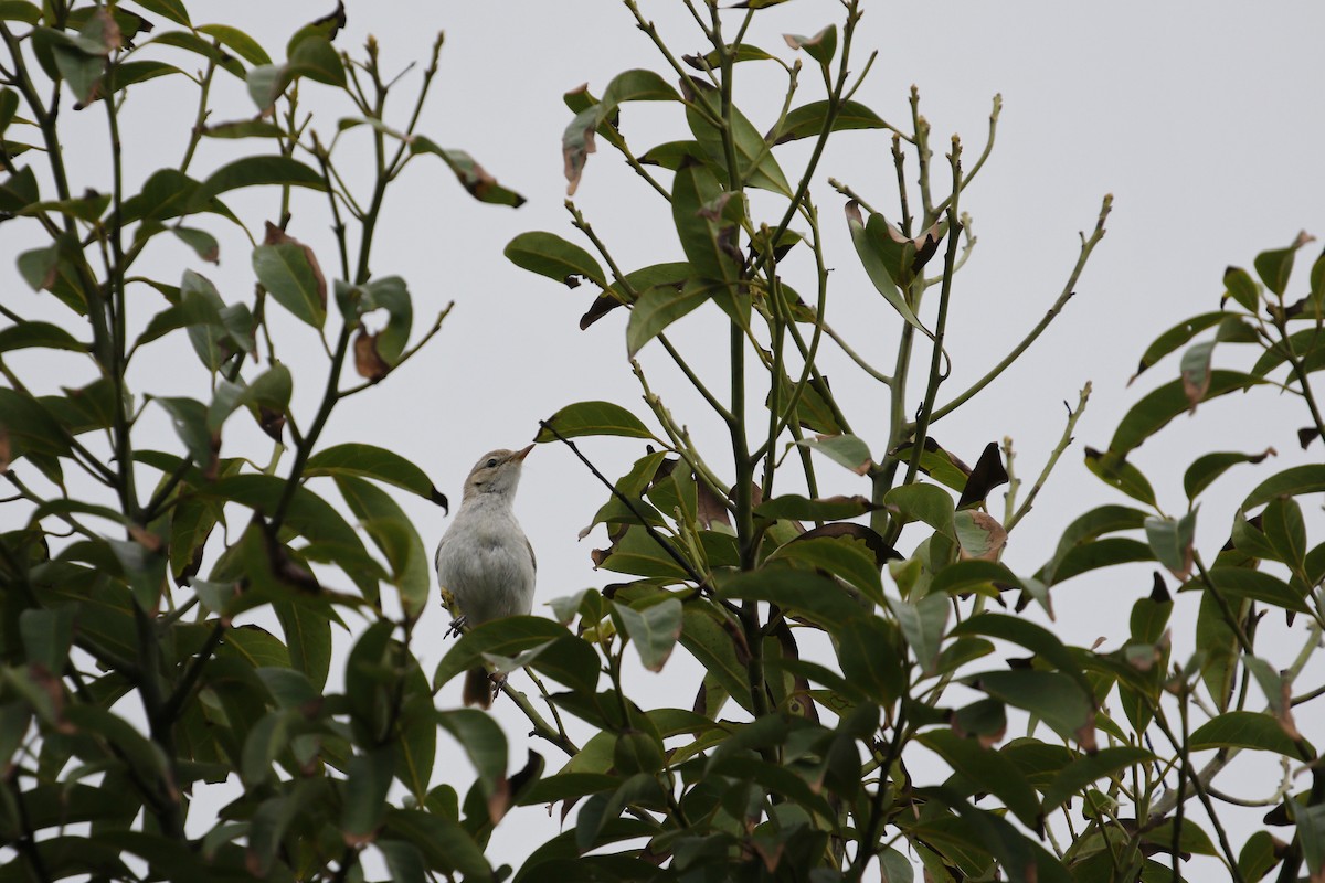 Booted Warbler - ML645162187