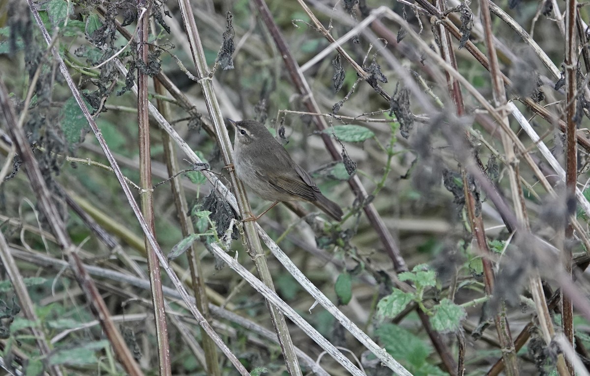 Esmer Çıvgın - ML645162237