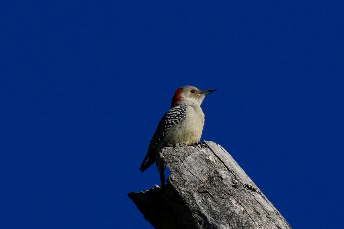 Red-bellied Woodpecker - ML645162245