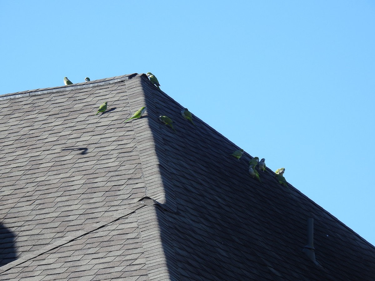 Калита сіроволий - ML645162257