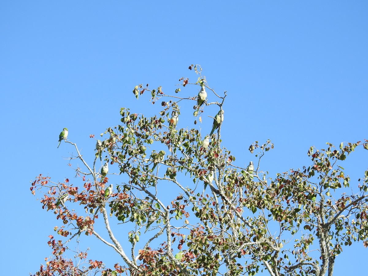 Калита сіроволий - ML645162258