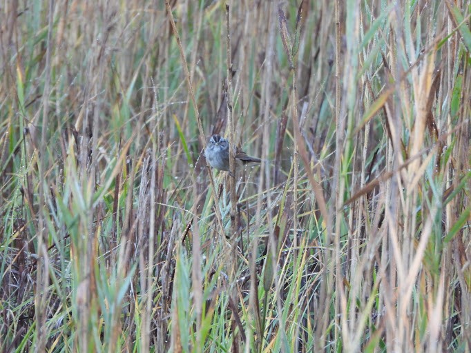 Swamp Sparrow - ML645162260