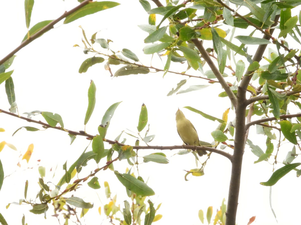 Northern Yellow Warbler - ML645162266