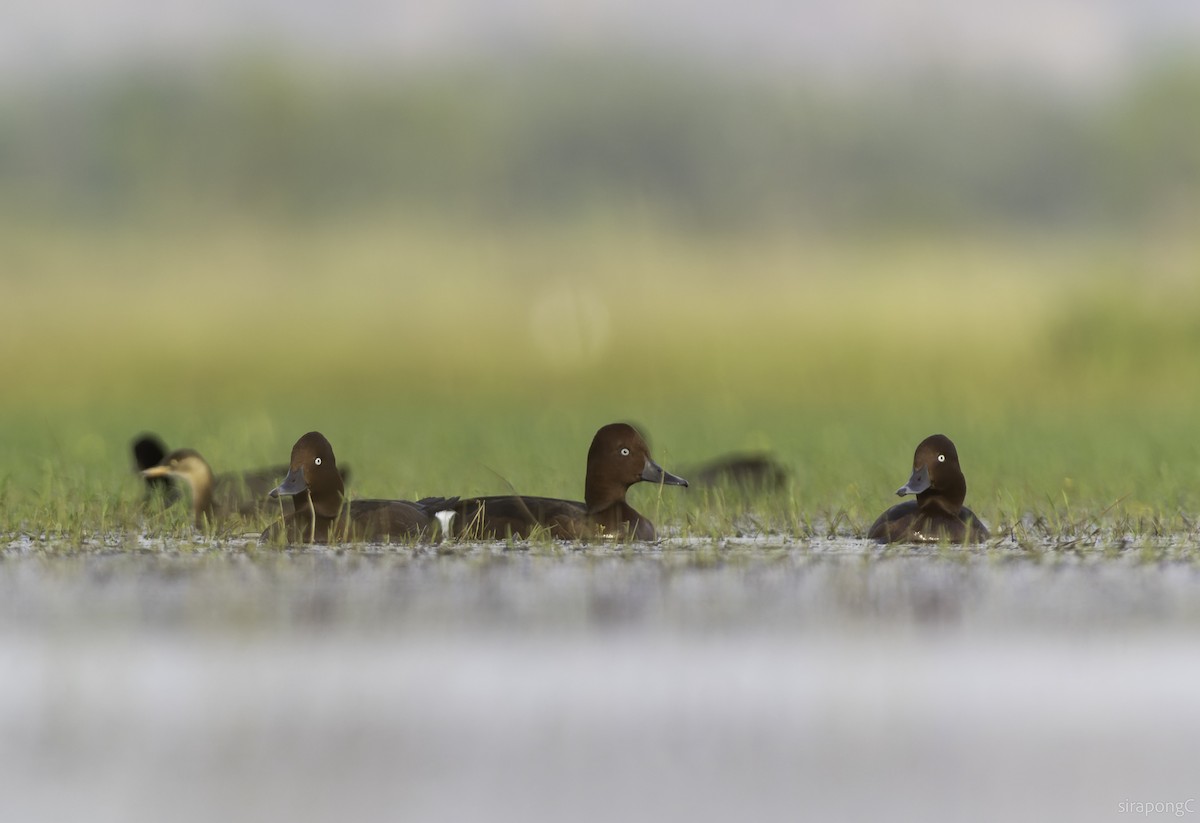 Ferruginous Duck - ML645162269