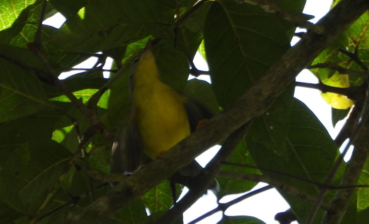 Golden-crowned Warbler - ML645162283