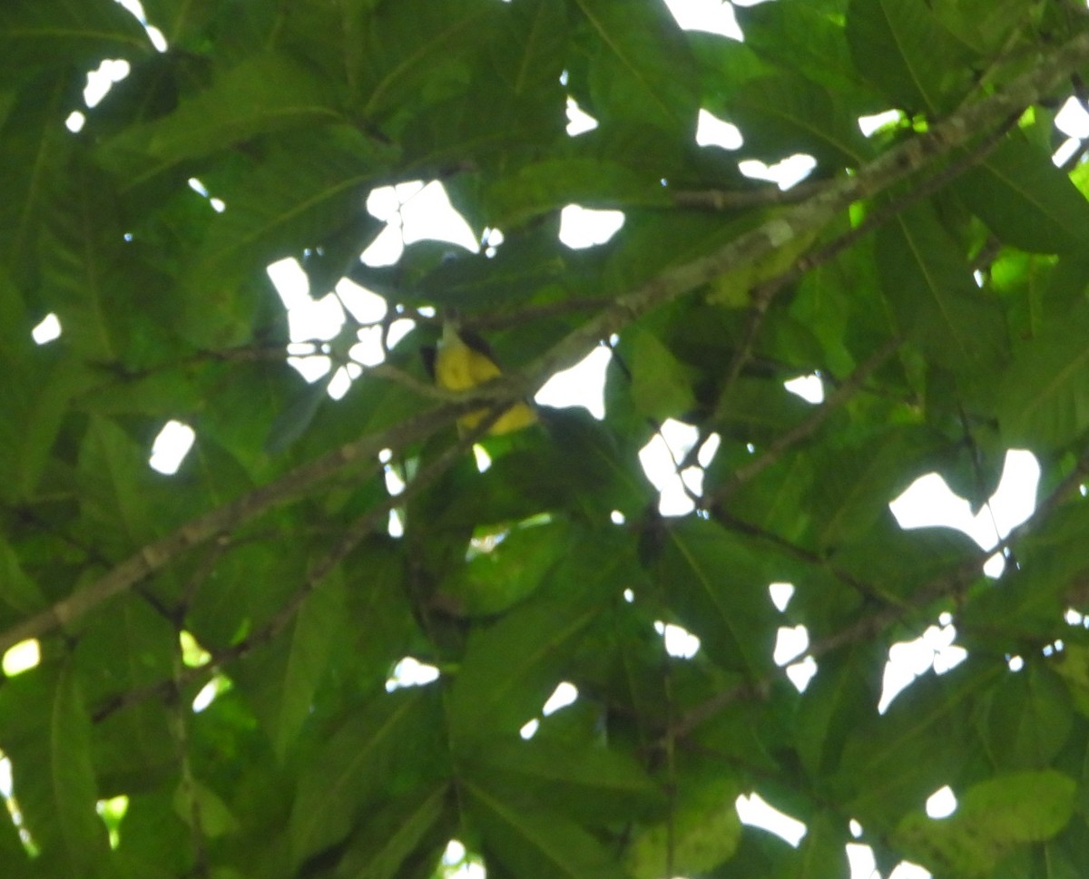 Golden-crowned Warbler - ML645162284