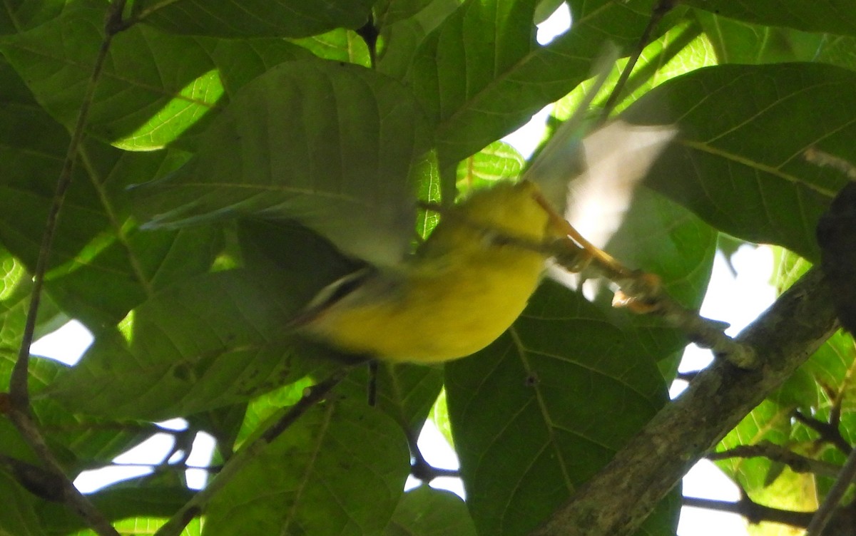 Golden-crowned Warbler - ML645162285