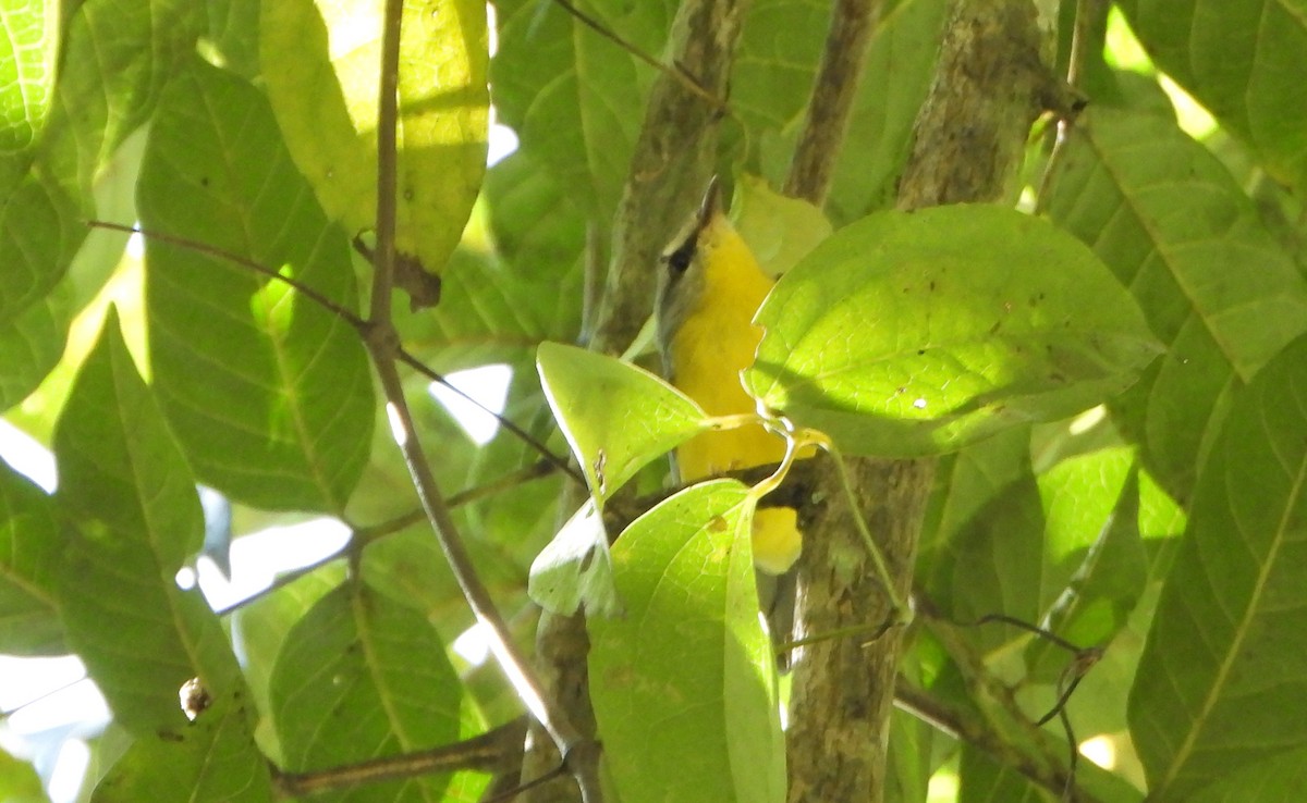Golden-crowned Warbler - ML645162286