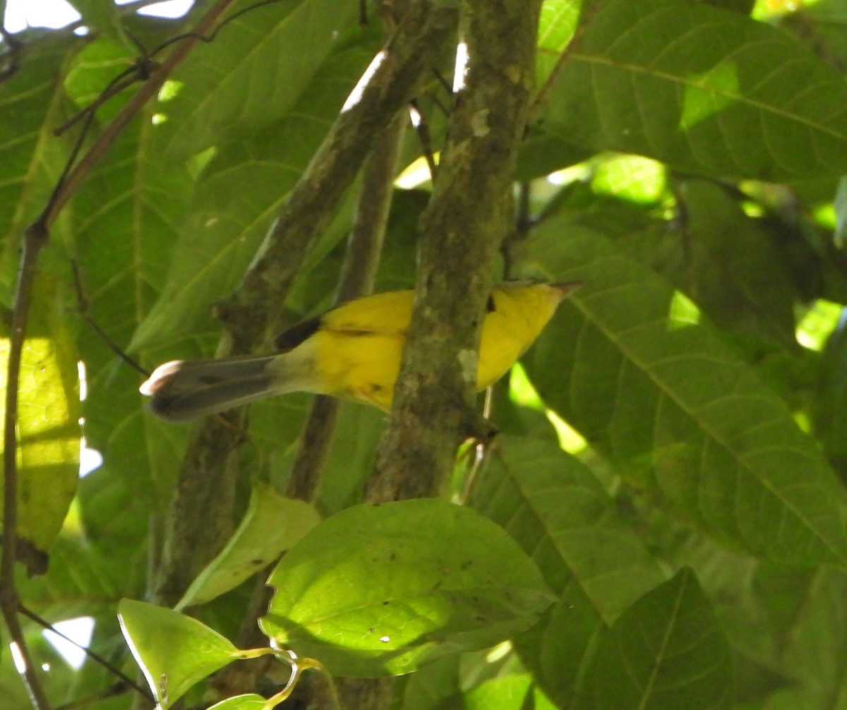 Golden-crowned Warbler - ML645162287