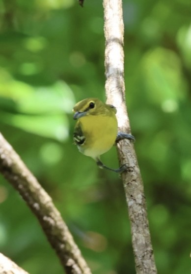 Yellow-throated Vireo - ML645162295