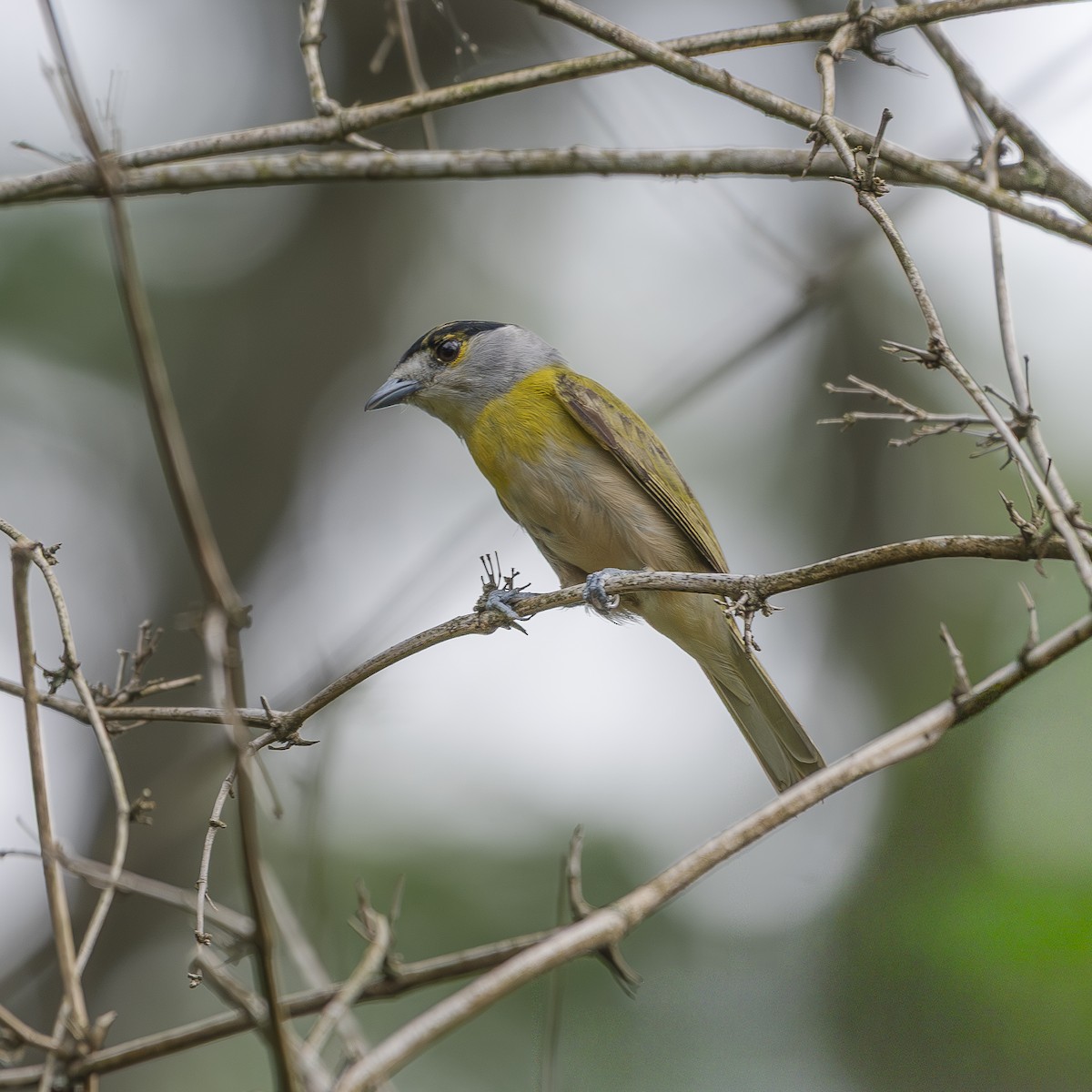 Green-backed Becard - ML645162305