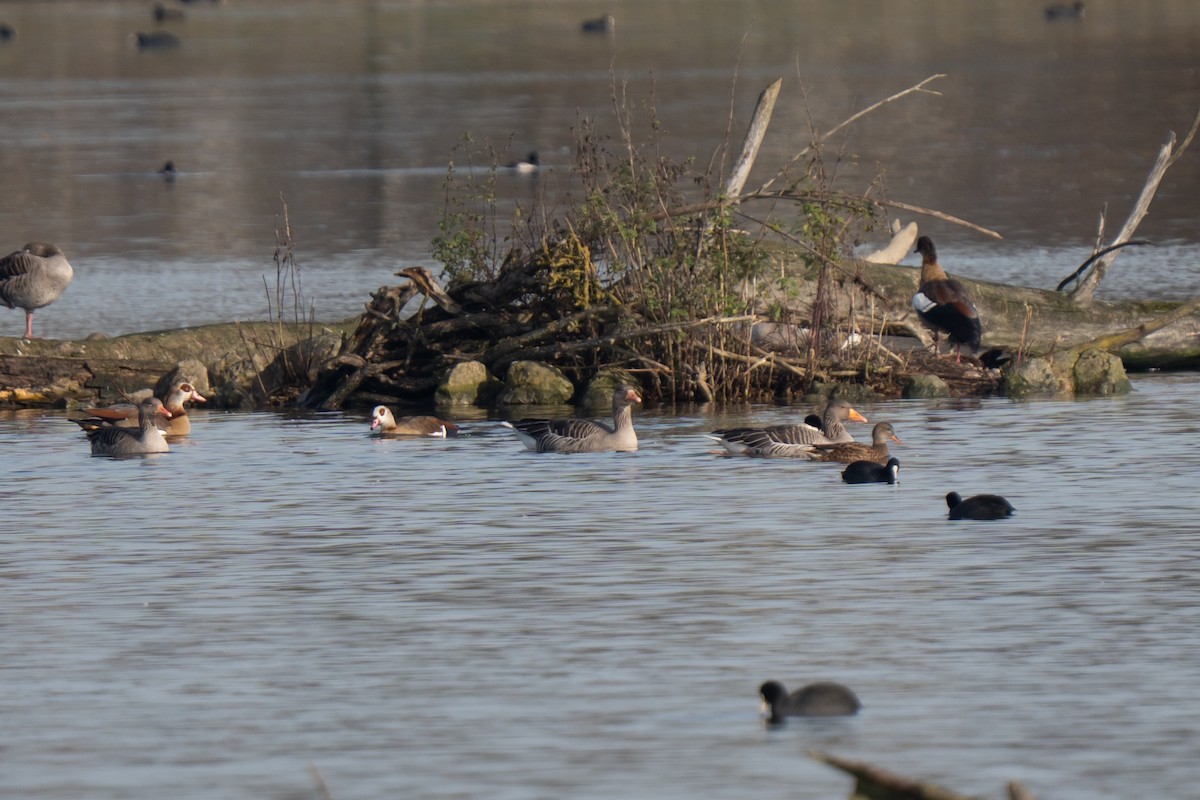 Graylag Goose - ML645162315