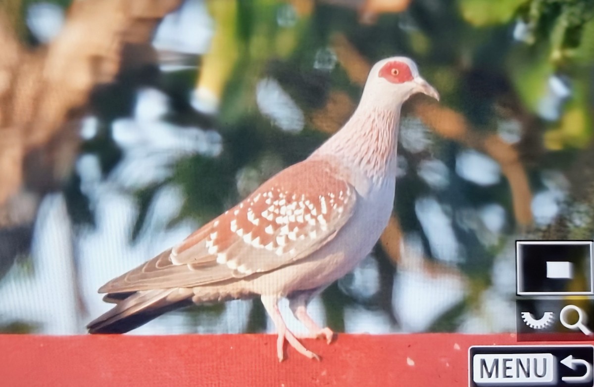 Paloma de Guinea - ML645162336