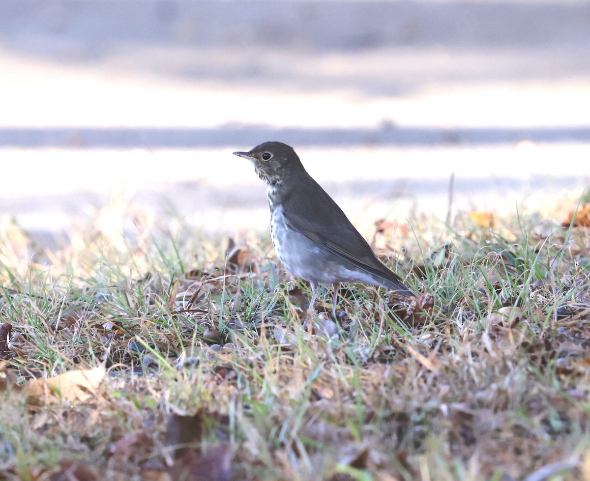 Swainson's Thrush - ML645162337