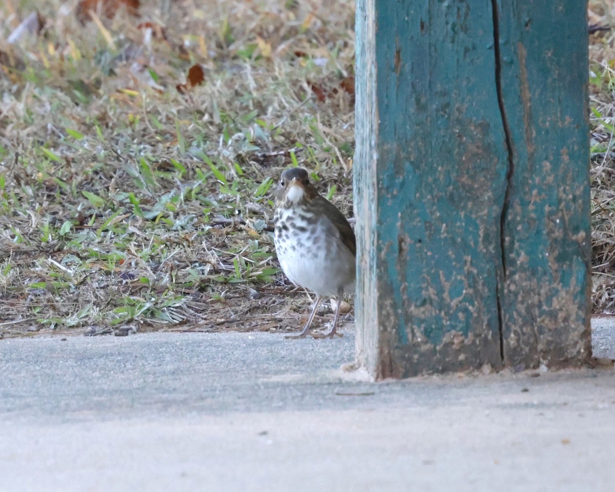 Swainson's Thrush - ML645162347