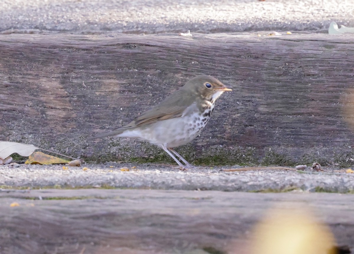 Swainson's Thrush - ML645162348