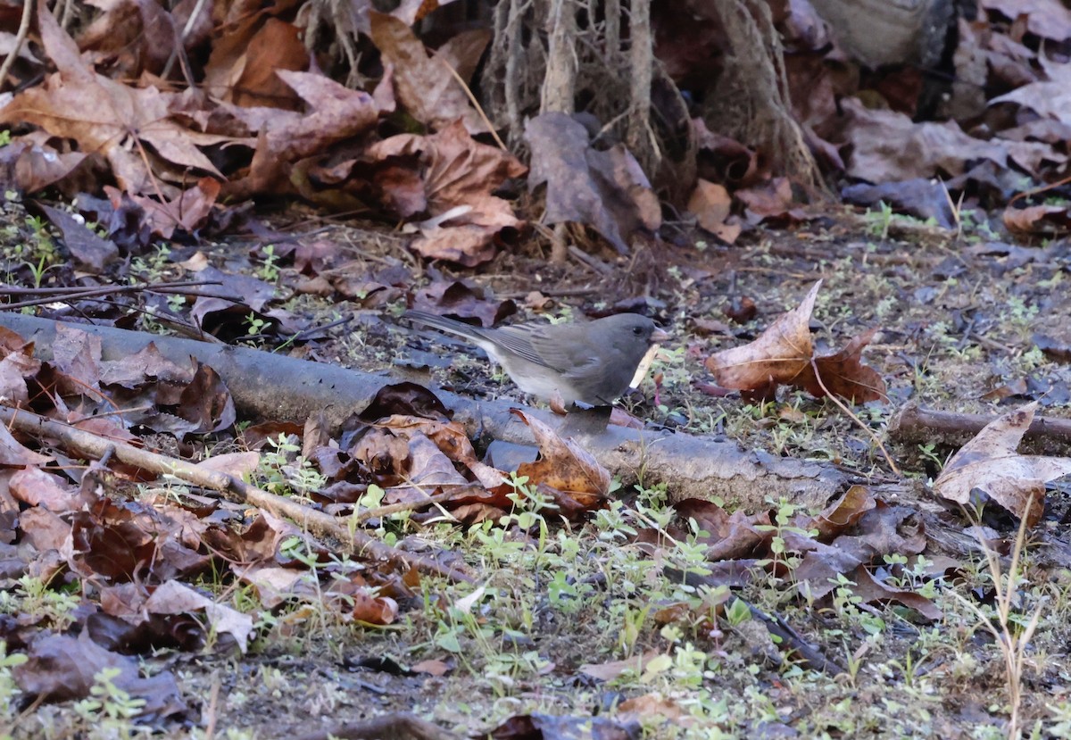 Dark-eyed Junco (Slate-colored) - ML645162357