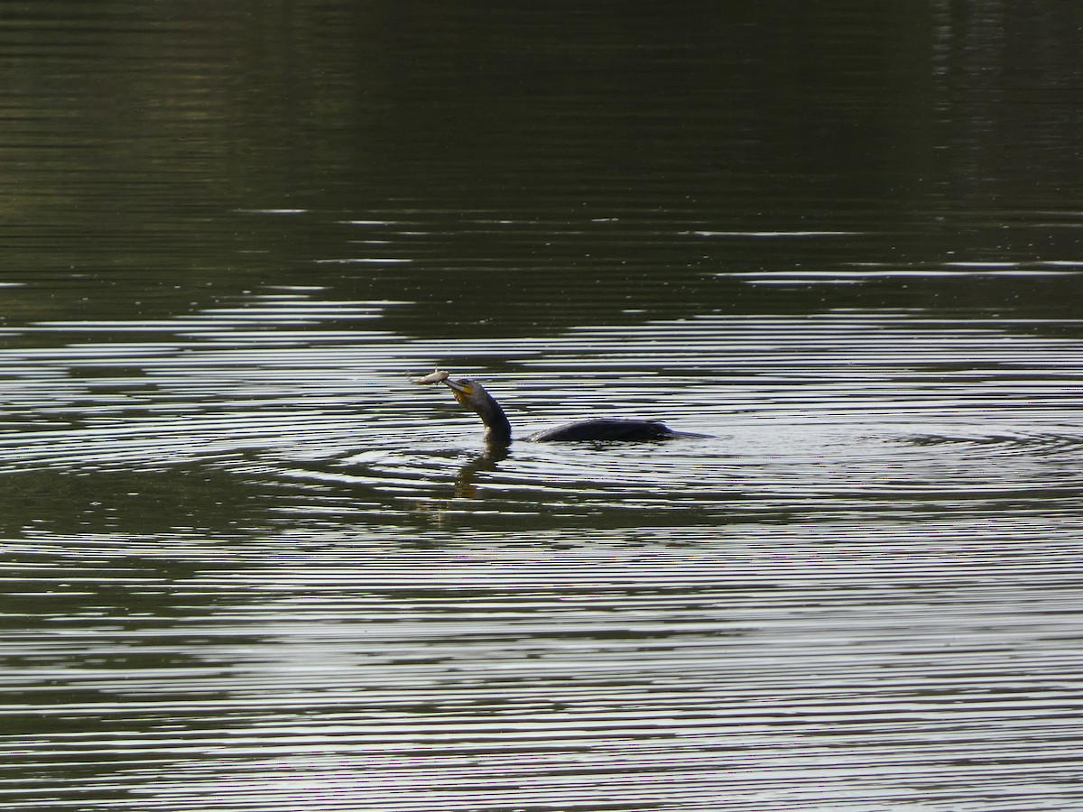 Great Cormorant - ML645162369