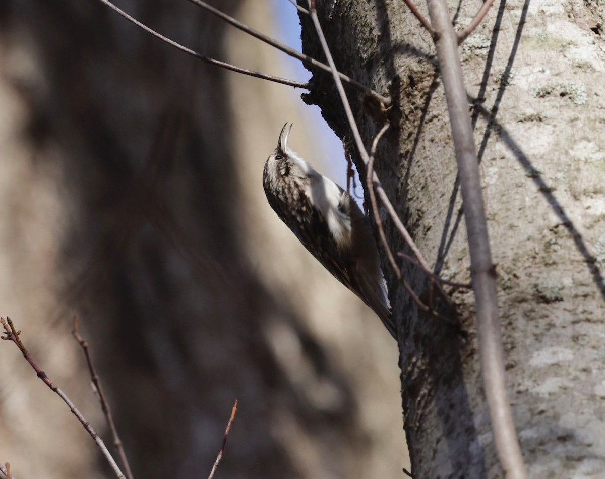 Brown Creeper - ML645162370