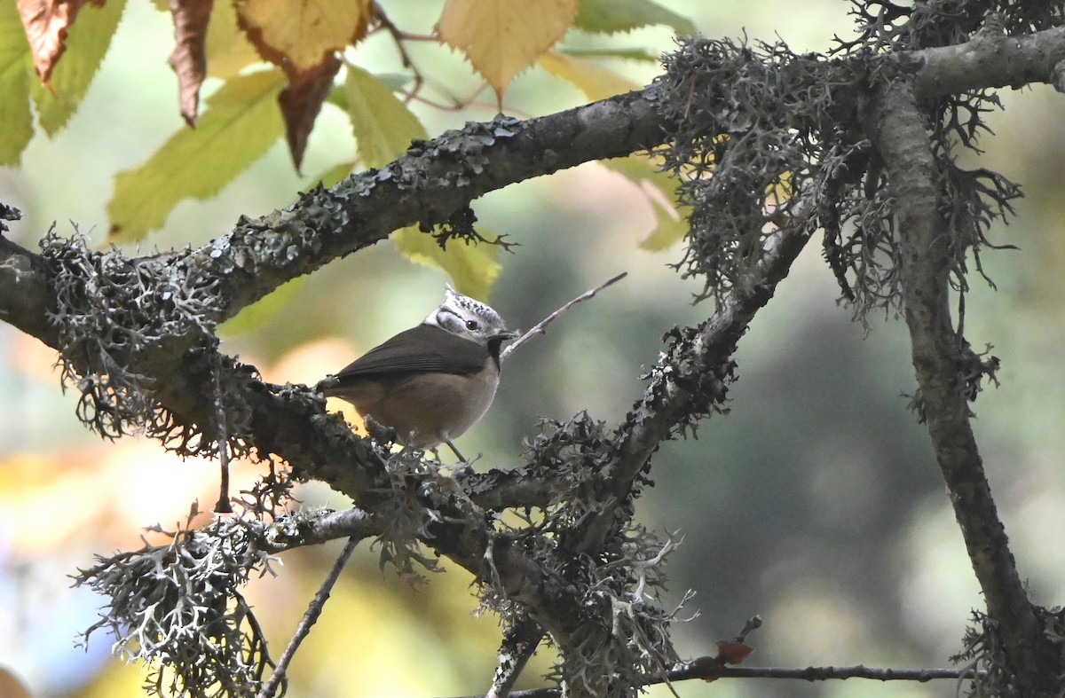 Crested Tit - ML645162371