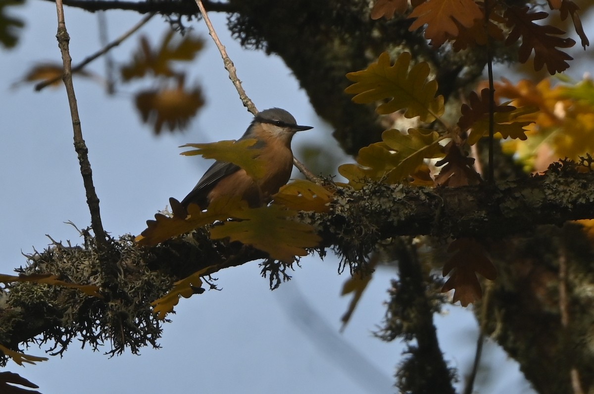 Повзик звичайний - ML645162373