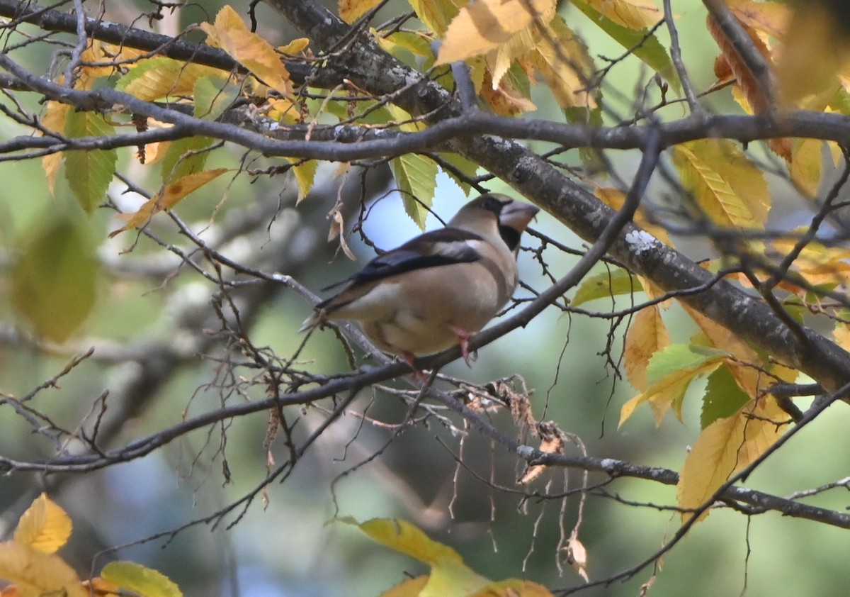Hawfinch - ML645162380
