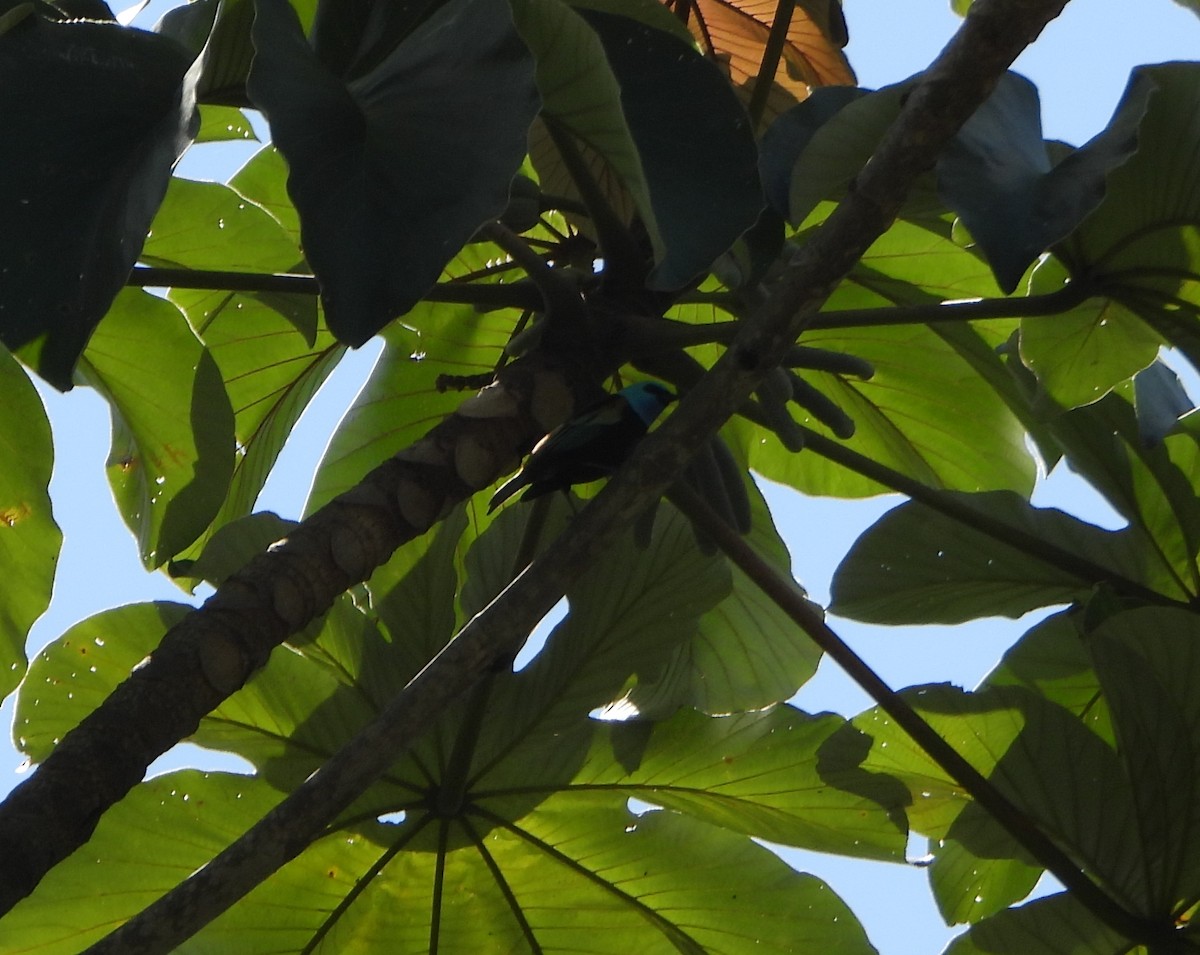 Blue-necked Tanager - ML645162382