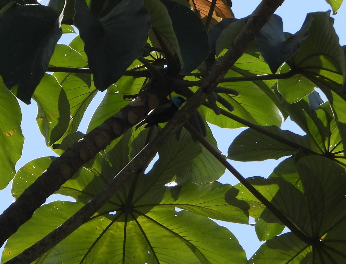 Blue-necked Tanager - ML645162383