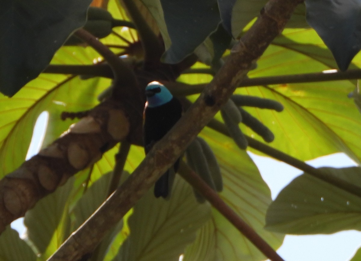 Blue-necked Tanager - ML645162384